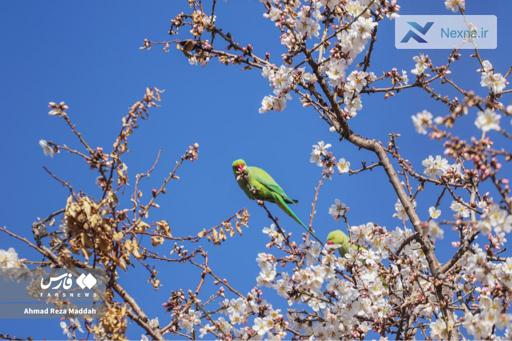 شکوفه های زودهنگام بهاری در شیراز