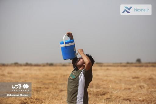 برداشت گندم در دشت آزادگان
