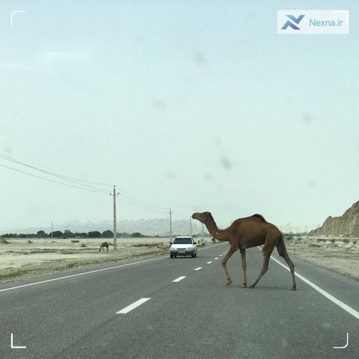شترهای سرگردان در شرق هرمزگان