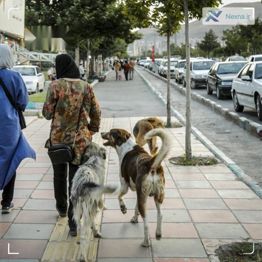 ممنوعیت سگ‌گردانی در گرگان