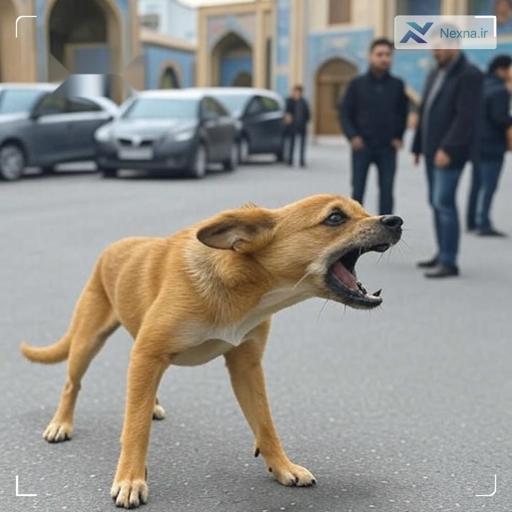 دادستان اندیمشک: سگ‌گردانی در معابر عمومی ممنوع است