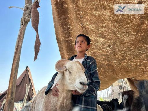 رونق بازار دام زابل در آستانه عید قربان
