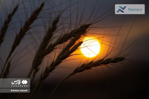 برداشت گندم در سارال کردستان