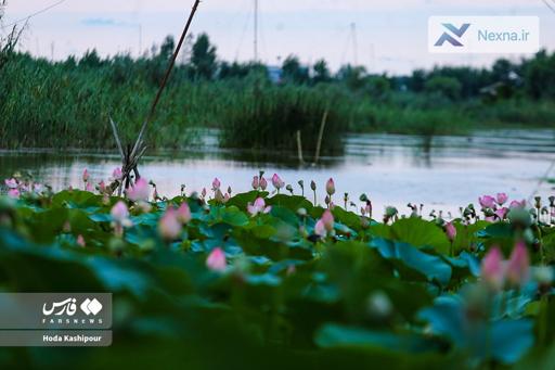 تالاب نیلوفر آبی بابل: منبع آب کشاورزی برای سه روستا