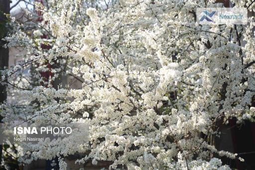 شکوفه‌های درختان  جشن رنگ و طراوت در طبیعت