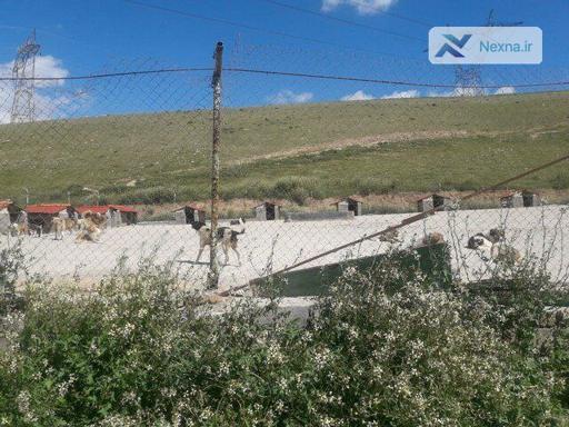 رهاسازی سگ‌های ولگرد در تهران
