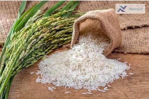 مقابله با واسطه‌گری غیرمنصفانه برنج؛ تصمیمات مهم در مازندران