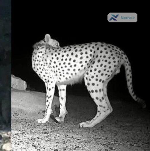 تعیین جنسیت ۲ یوز تازه شناسایی‌شده در ذخیره‌گاه توران