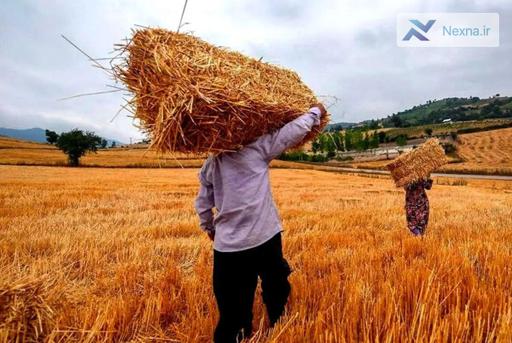 پرداخت به‌زودی مطالبات گندمکاران