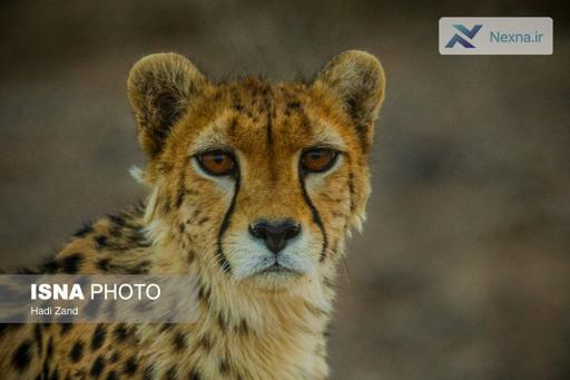 تلاش شبانه روزی برای نجات یوزپلنگ های ایرانی؛ خطرات جاده ای همچنان قربانی می گیرد